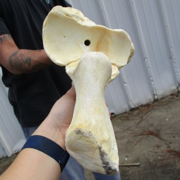 39" Giraffe Radius with Ulna Leg Bone - $150