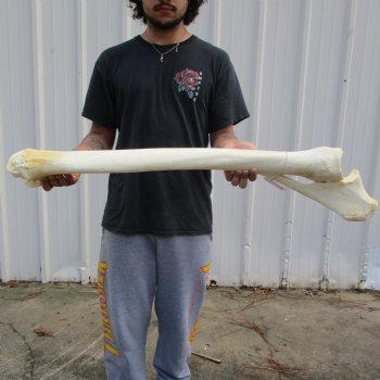 39" Giraffe Radius with Ulna Leg Bone - $150