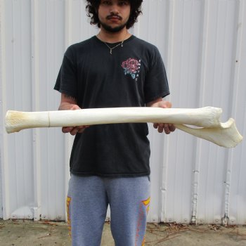 35" Giraffe Radius with Ulna Leg Bone - $145