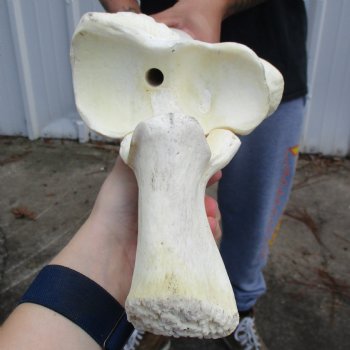 35" Giraffe Radius with Ulna Leg Bone - $145