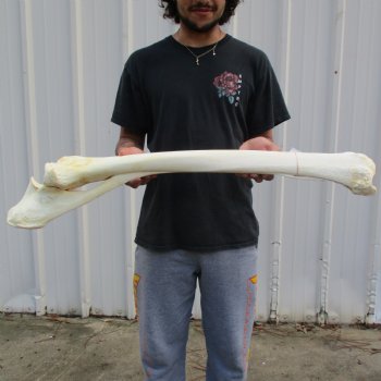 36" Giraffe Radius with Ulna Leg Bone - $150