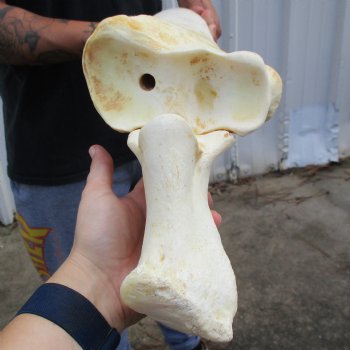 36" Giraffe Radius with Ulna Leg Bone - $150