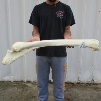 36" Giraffe Radius with Ulna Leg Bone - $150