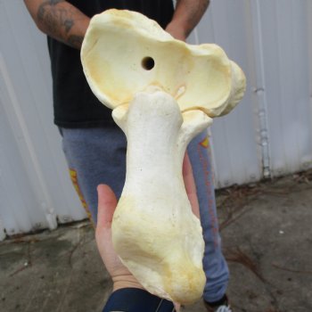 36" Giraffe Radius with Ulna Leg Bone - $150