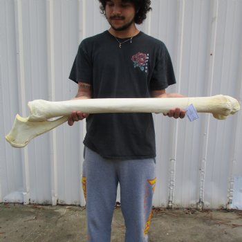 38" Giraffe Radius with Ulna Leg Bone - $150