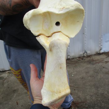 38" Giraffe Radius with Ulna Leg Bone - $150