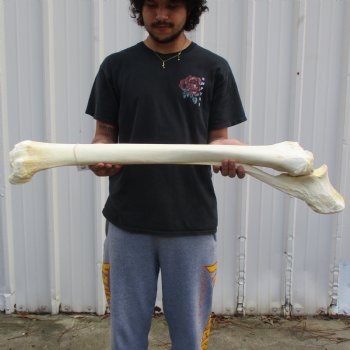 38" Giraffe Radius with Ulna Leg Bone - $150