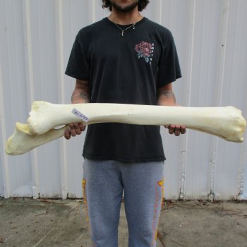 37" Giraffe Radius with Ulna Leg Bone - $150