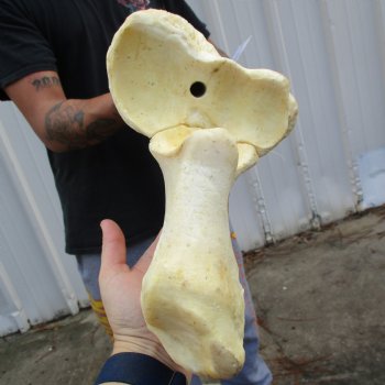 37" Giraffe Radius with Ulna Leg Bone - $150