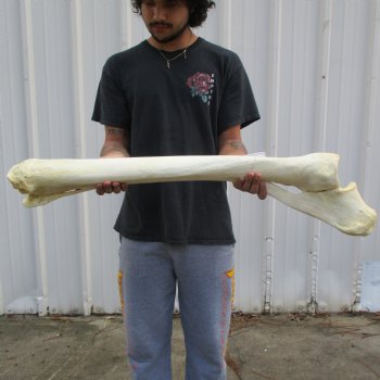 37" Giraffe Radius with Ulna Leg Bone - $150