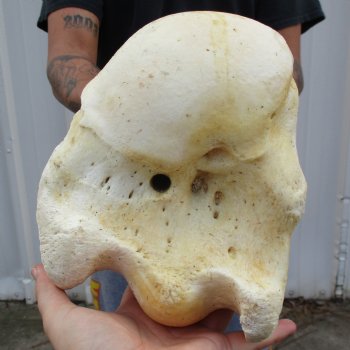 22" Giraffe Humerus Leg Bone - $60