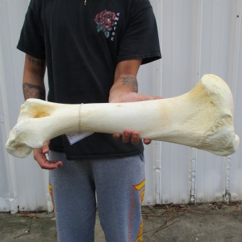 22" Giraffe Humerus Leg Bone - $60