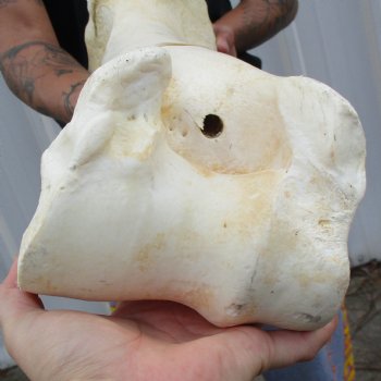 22" Giraffe Humerus Leg Bone - $60