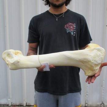 22" Giraffe Humerus Leg Bone - $60