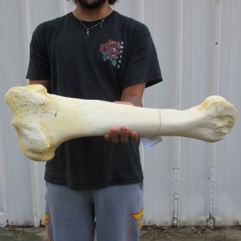 22" Giraffe Humerus Leg Bone - $60