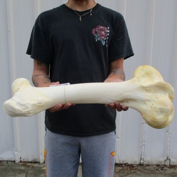 23" Giraffe Femur Leg Bone - $60