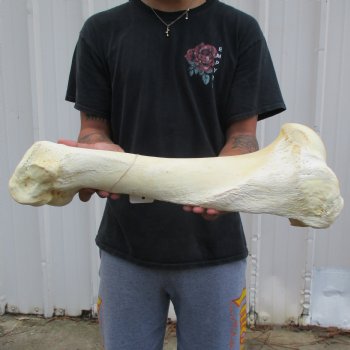 22" Giraffe Humerus Leg Bone - $60