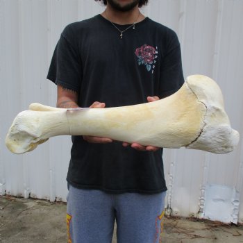 22" Giraffe Humerus Leg Bone - $60