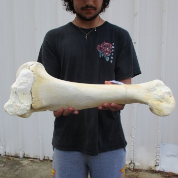 22" Giraffe Humerus Leg Bone - $60