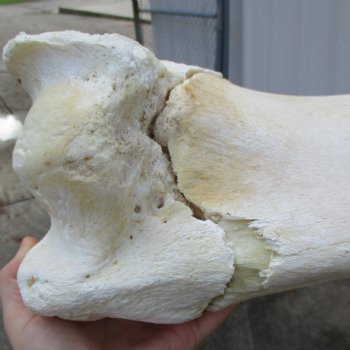 22" Giraffe Humerus Leg Bone - $60