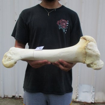 21" Giraffe Humerus Leg Bone - $60