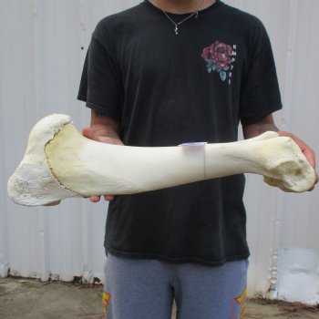 21" Giraffe Humerus Leg Bone - $60