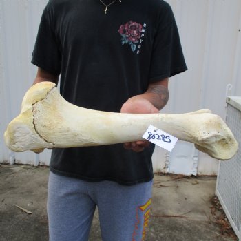 21" Giraffe Humerus Leg Bone - $60