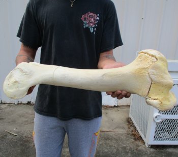 21" Giraffe Humerus Leg Bone - $60