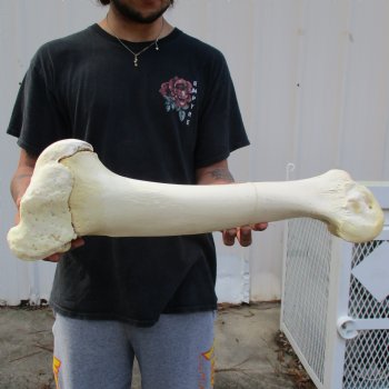 21" Giraffe Humerus Leg Bone - $60