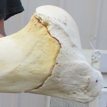 21" Giraffe Humerus Leg Bone - $60