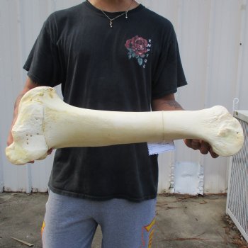 22" Giraffe Humerus Leg Bone - $60