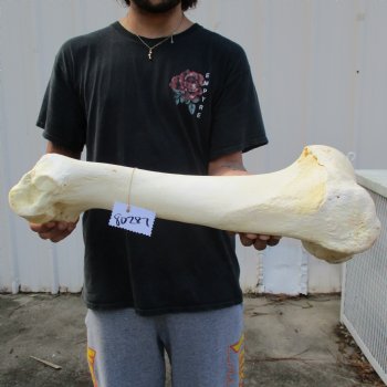 22" Giraffe Humerus Leg Bone - $60