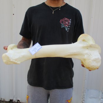 21" Giraffe Femur Leg Bone - $60