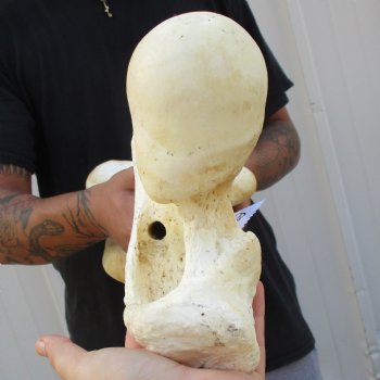 21" Giraffe Femur Leg Bone - $60