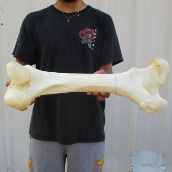 21" Giraffe Femur Leg Bone - $60