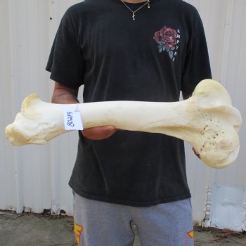 20" Giraffe Femur Leg Bone - $60