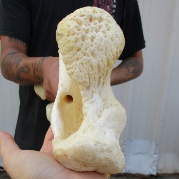 20" Giraffe Femur Leg Bone - $60