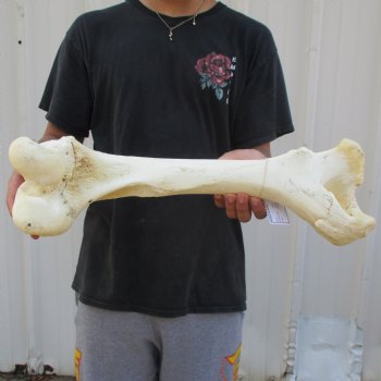 20" Giraffe Femur Leg Bone - $60