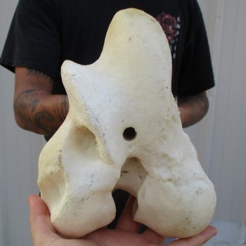 20" Giraffe Femur Leg Bone - $60