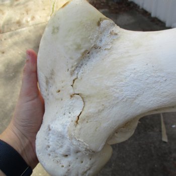 20" Giraffe Femur Leg Bone - $60