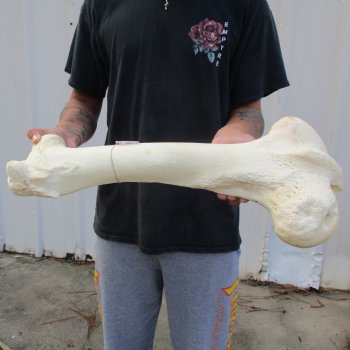 21" Giraffe Femur Leg Bone - $60