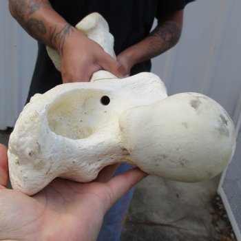 21" Giraffe Femur Leg Bone - $60