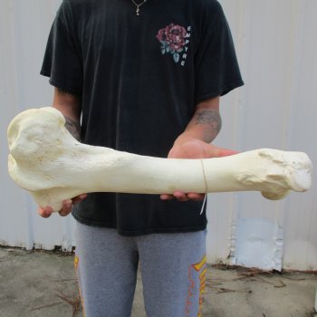 21" Giraffe Femur Leg Bone - $60