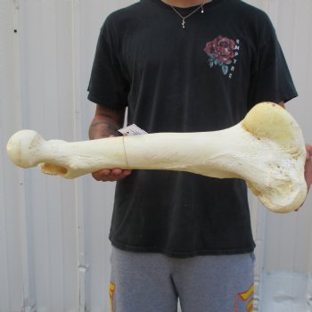 22" Giraffe Femur Leg Bone - $60