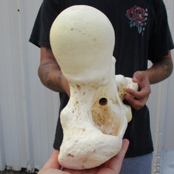 22" Giraffe Femur Leg Bone - $60