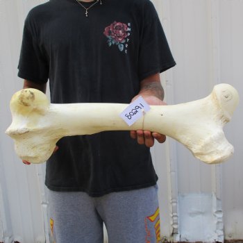 22" Giraffe Femur Leg Bone - $60