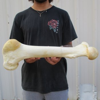 21" Giraffe Femur Leg Bone - $60