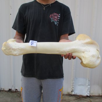 21" Giraffe Femur Leg Bone - $60