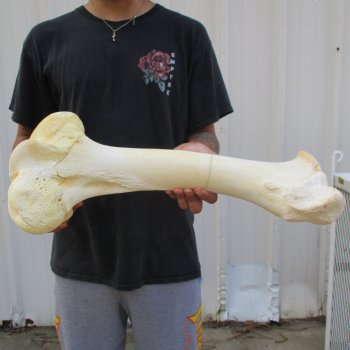 22" Giraffe Femur Leg Bone - $60