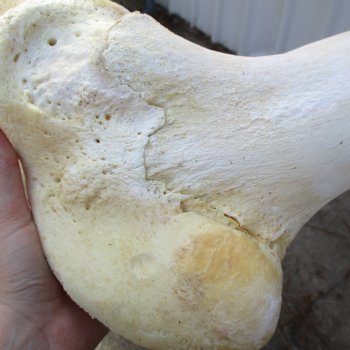 22" Giraffe Femur Leg Bone - $60